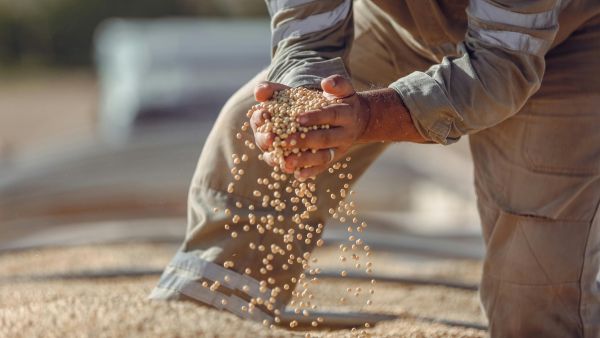 Agricultor colhendo soja representando o investimento em commodities agrícolas